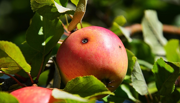 Pourquoi les agriculteurs sont-ils si mal assurés face aux chocs climatiques? 